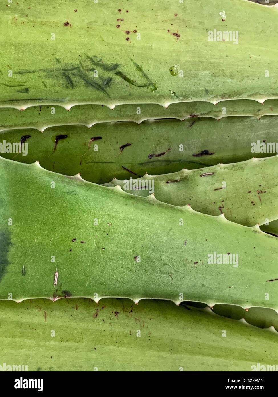 Farm fresh aloe vera leaves, Aloe barbadensis, A vulgaris, Barbados aloe, Curaçao aloe, elephant's gall, first aid plant, hsiang dan, lu hui. Stock Photo