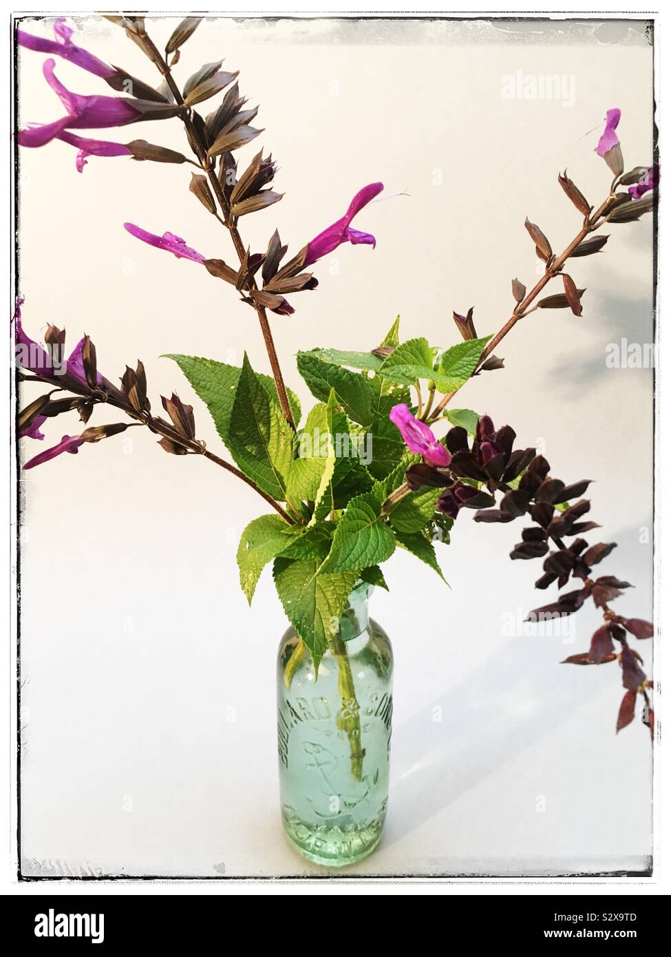 Salvia - Smartphone Captured Stock Image