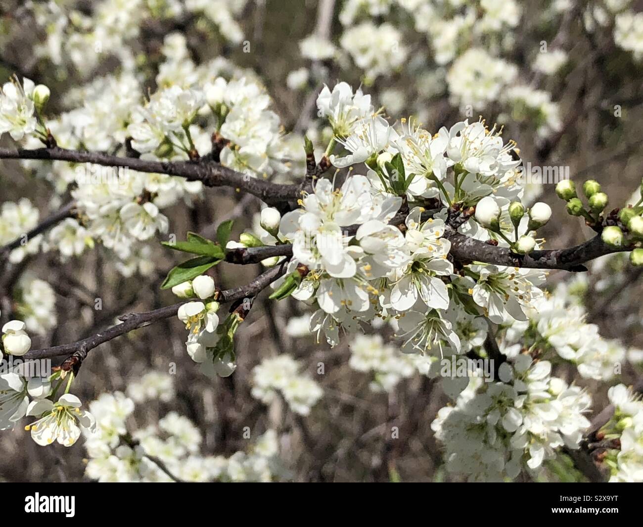 Japanese white flower hires stock photography and images Alamy