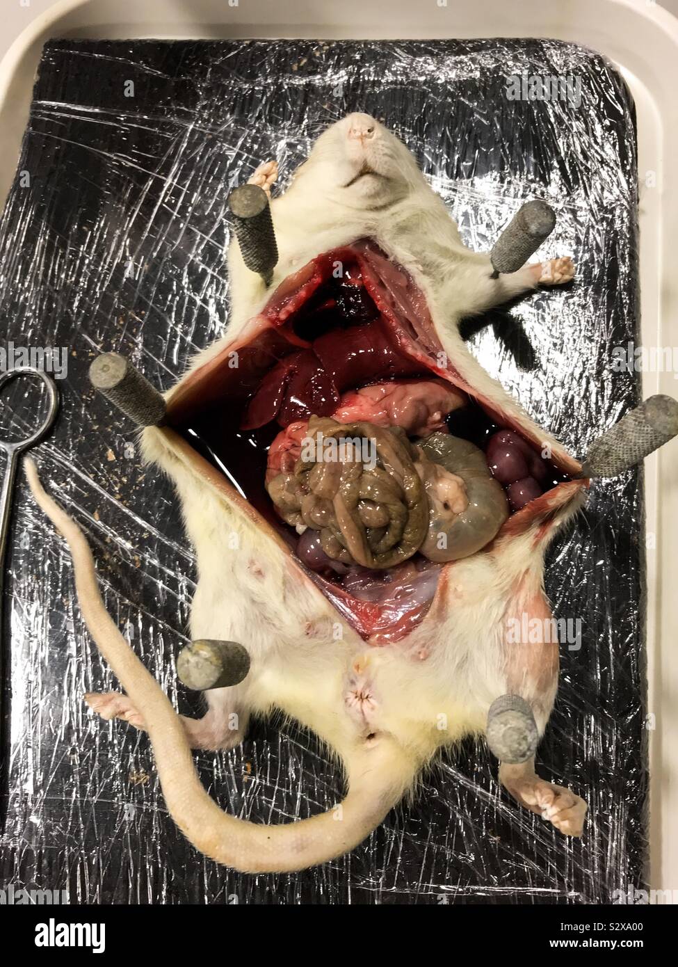 A dead lab dissected on a tray on a science lab. - Smartphone Captured Stock Image