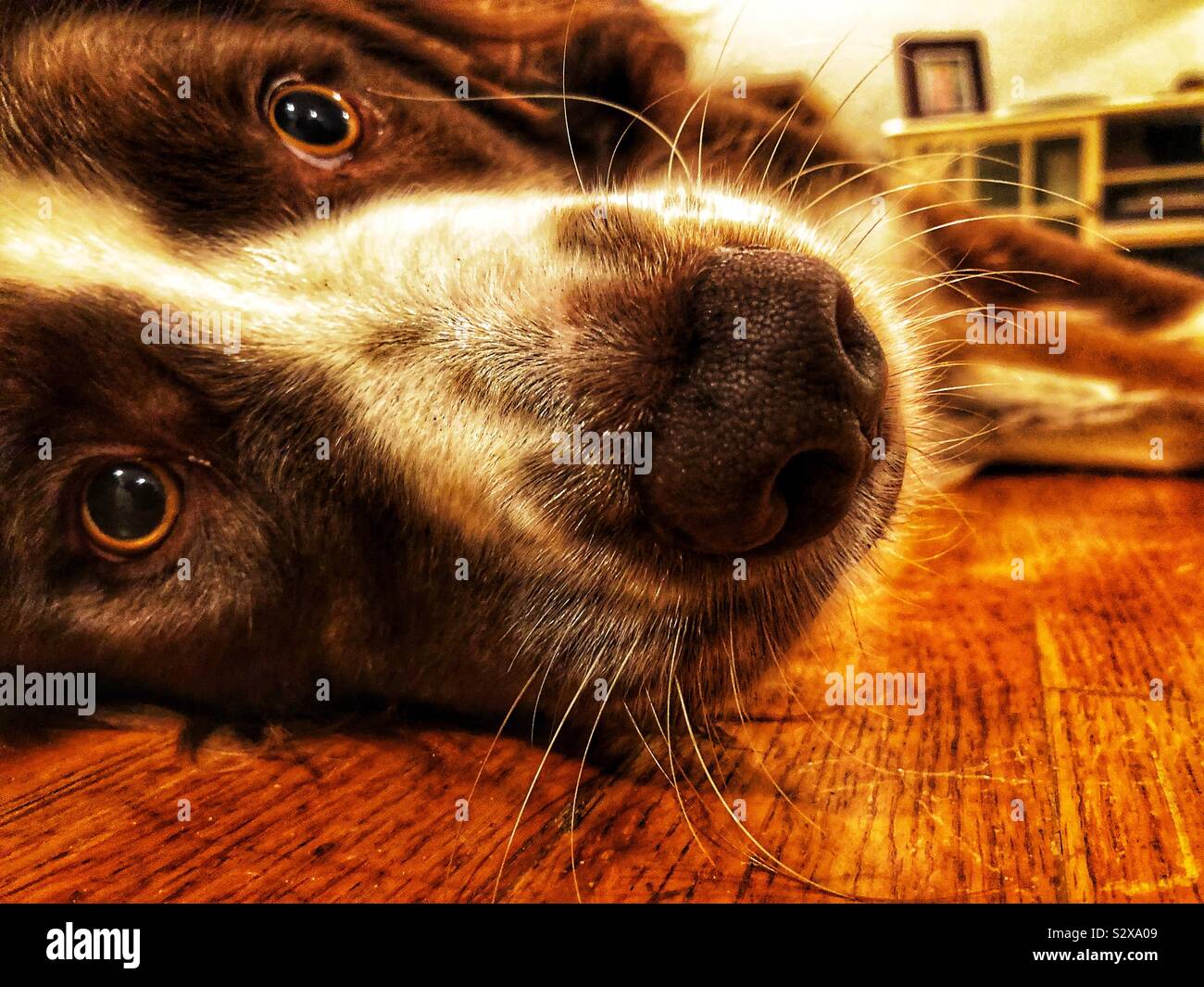 Lassie dog stock image. Image of mouth, furry, drool, whiskers - 4864427