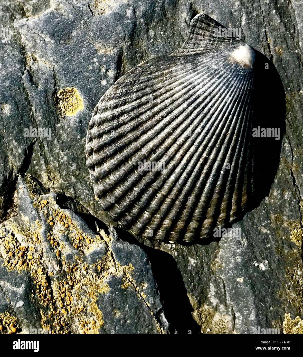 Seashell at the shore Tywyn Wales - Smartphone Captured Stock Image