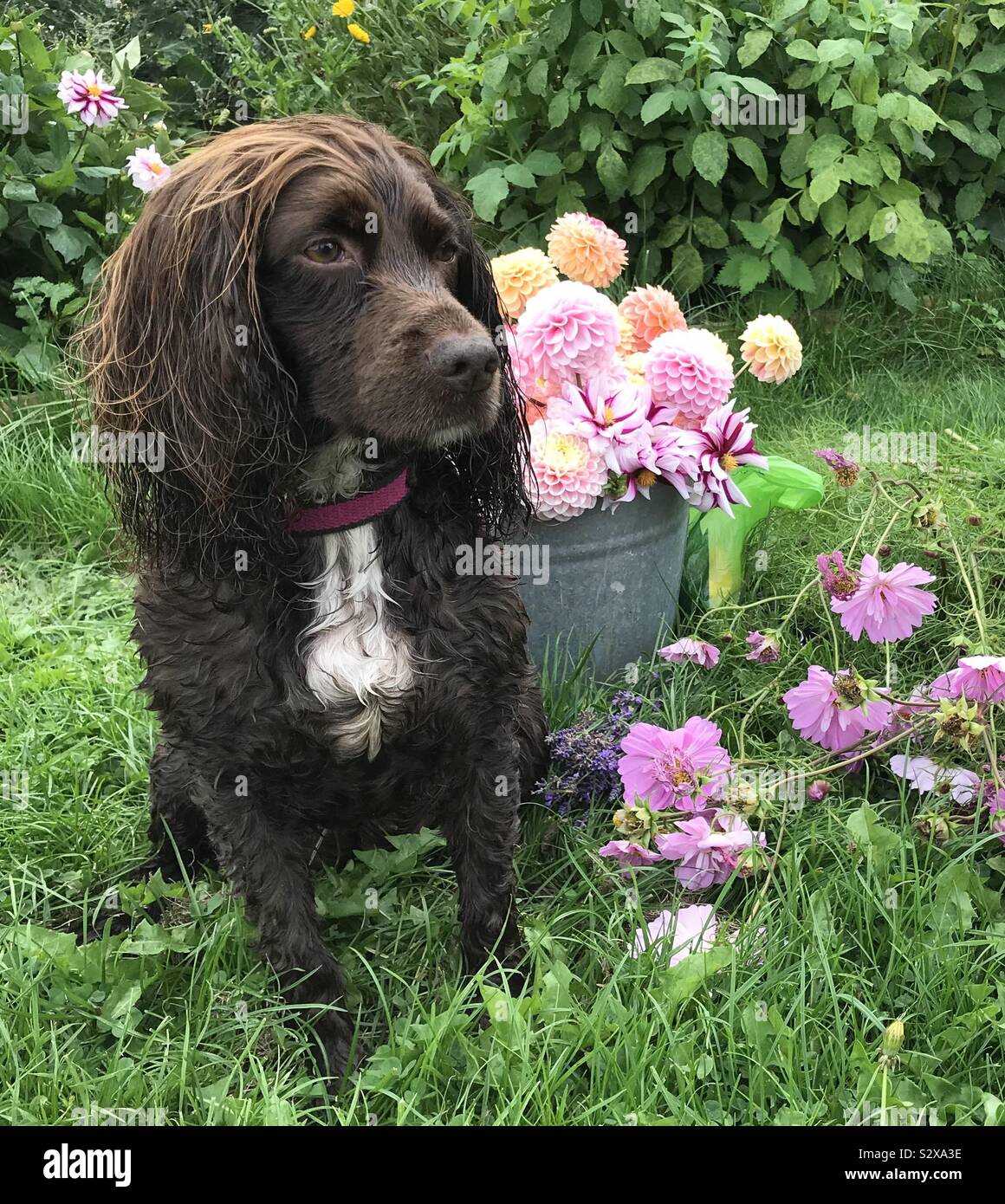 Cocker spaniel with flowers Stock Photo