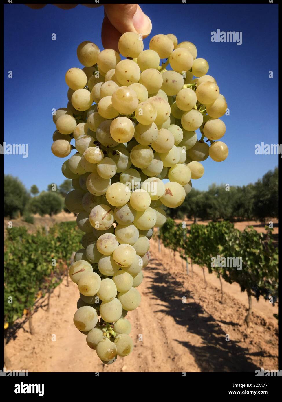 Pedro Ximénez grapes at harvest, Catalonia, Spain. - Smartphone Captured Stock Image