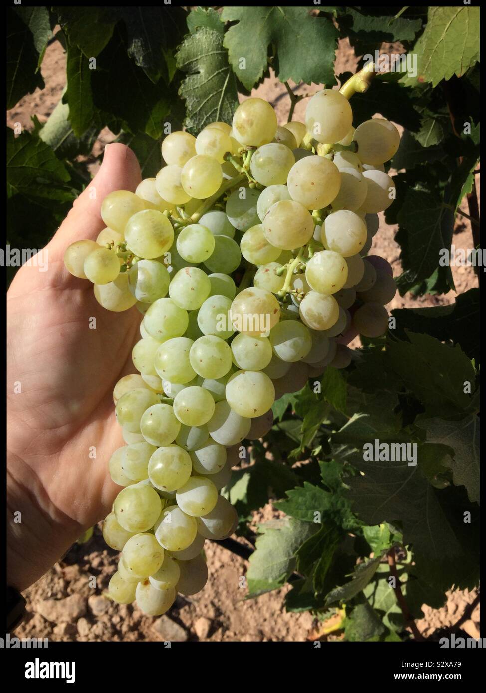 Pedro Ximénez grapes at harvest, Catalonia, Spain. - Smartphone Captured Stock Image