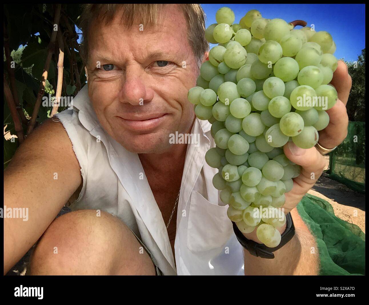 Parellada grapes at harvest, Catalonia, Spain. - Smartphone Captured Stock Image