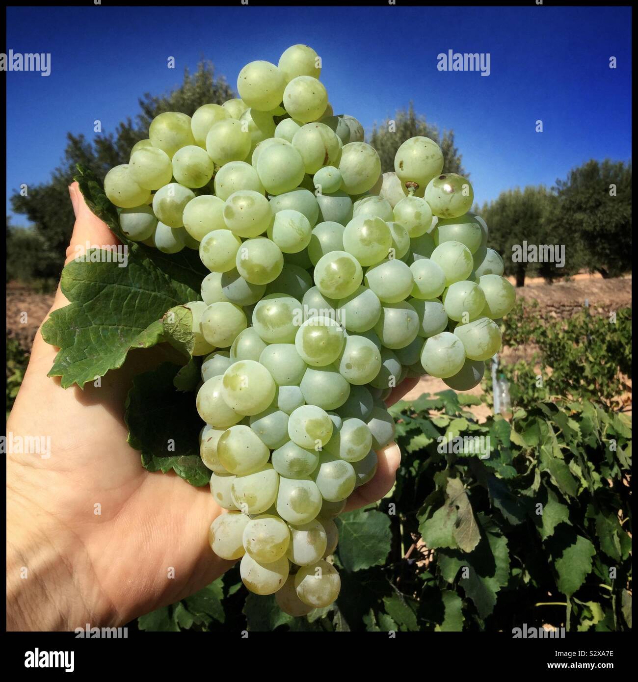 Parellada grapes at harvest, Catalonia, Spain. - Smartphone Captured Stock Image