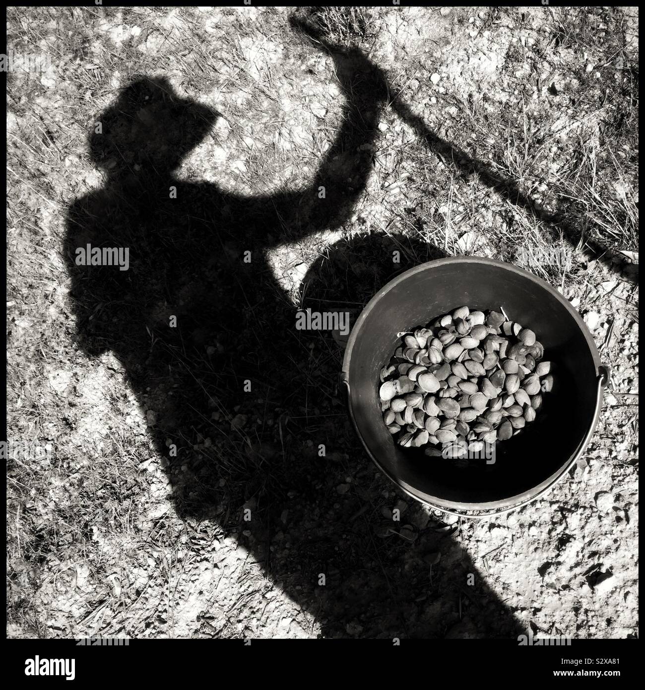 Collecting windfall almond at harvest, Catalonia, Spain. - Smartphone Captured Stock Image