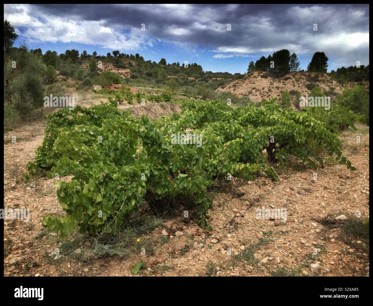 Traditional bush-pruned grapevine vineyard, Catalonia, Spain. - Smartphone Captured Stock Image