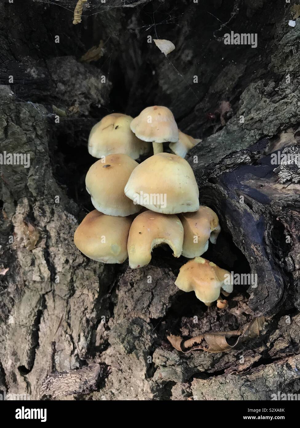 Fungus growing out of tree stump Stock Photo