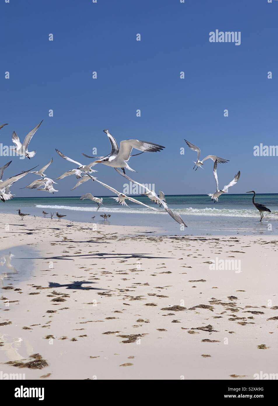 Large group of shorebirds inflight on the beach with a great blue heron standing on the sand - Smartphone Captured Stock Image