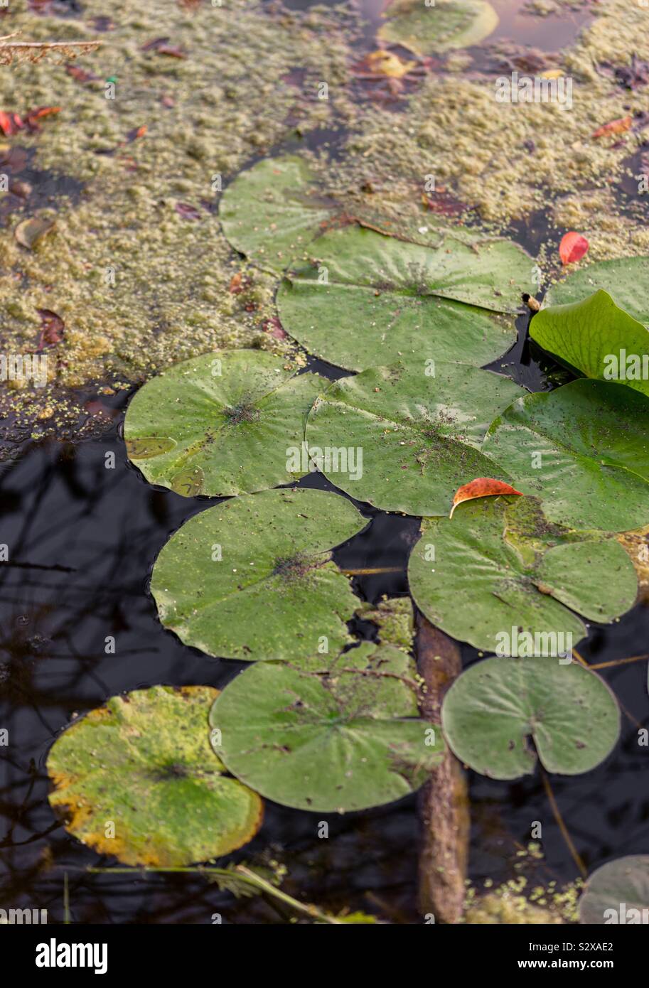 Lily pads on lake Stock Photo Alamy