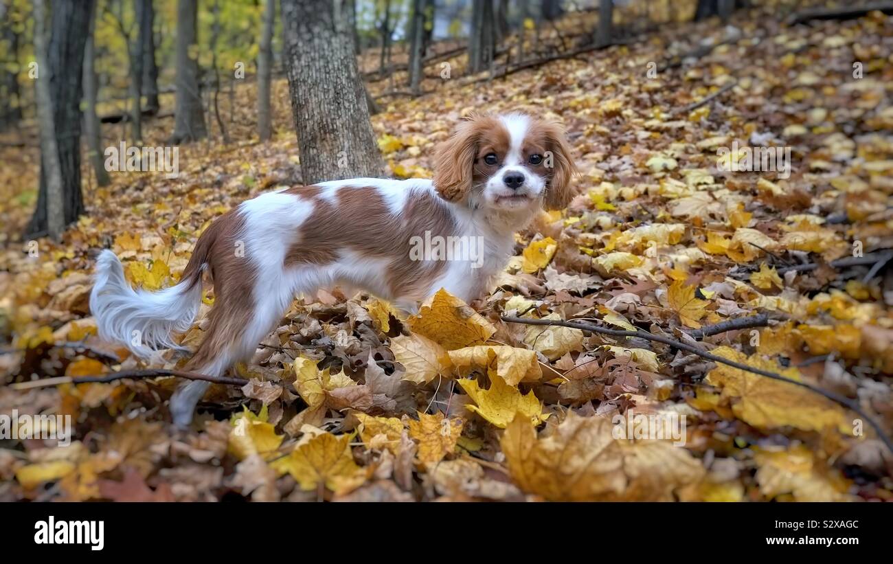 Young puppy spaniel on a blanket of leaves Stock Photo