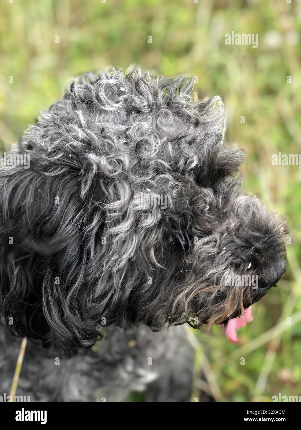 Tousled curly silver tinted black fur of schnoodle. Close up of top of head, floppy ears, pink tongue and background of green field grass. Stock Photo