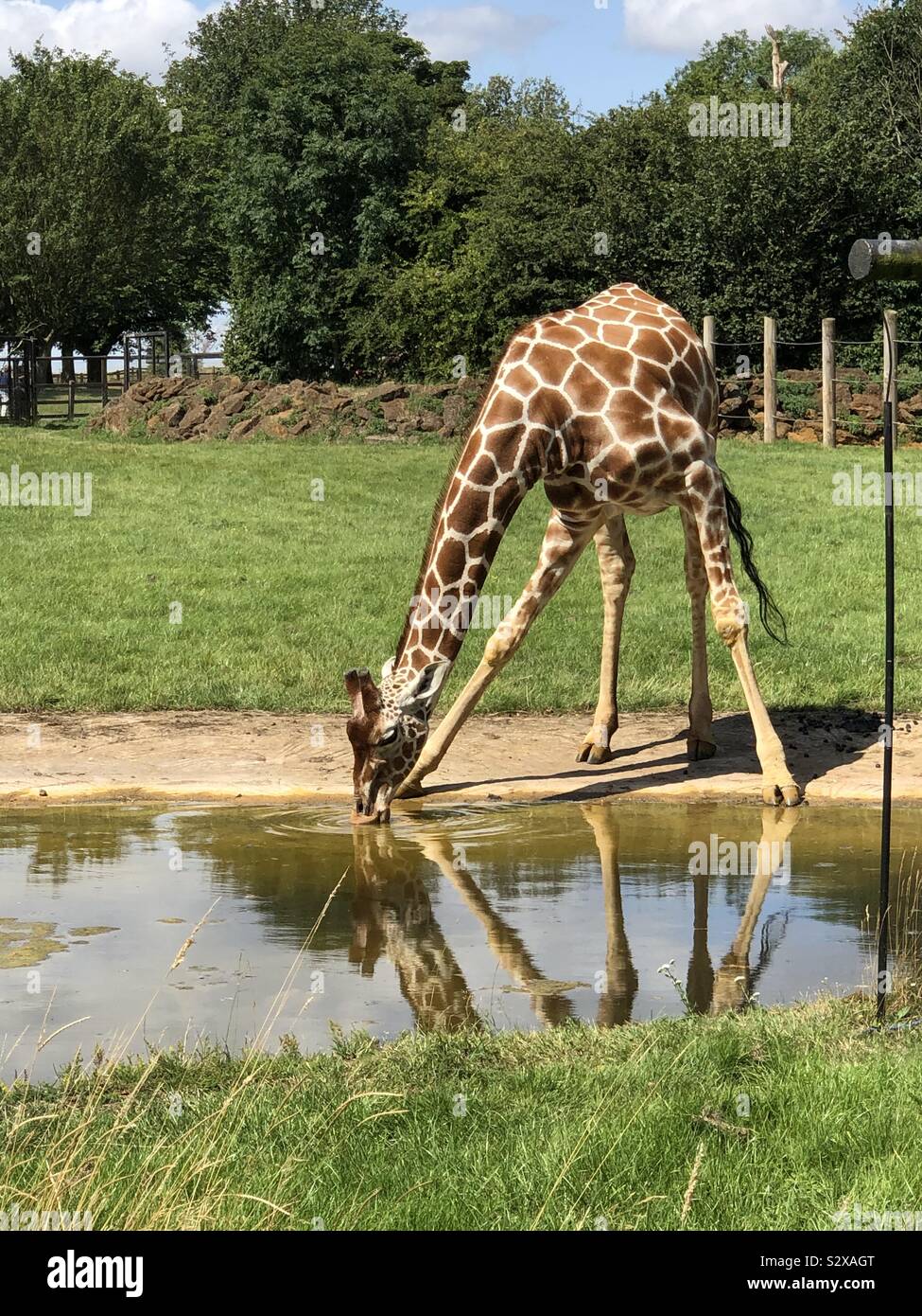 That really is a long drink! Giraffe bending neck down to drink from water pool. Ripples in water. Fantastic pose. Stock Photo