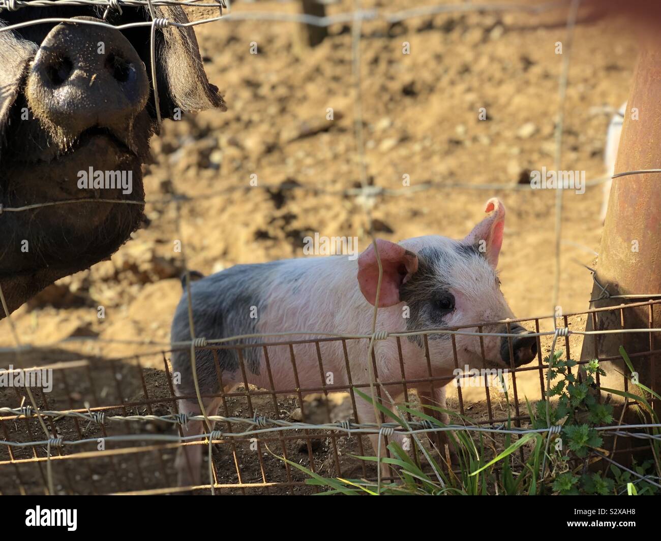 It’s Babe!! Two month old pink piglet approaching the fence. Curious and very cute. Stock Photo