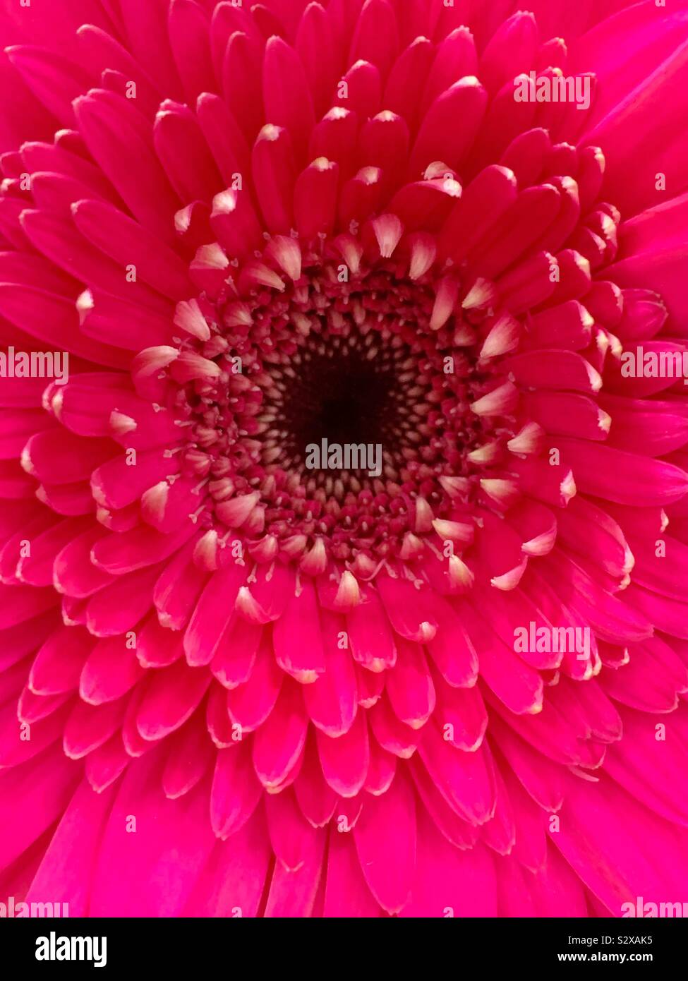 Beautiful pink flower in full bloom. - Smartphone Captured Stock Image