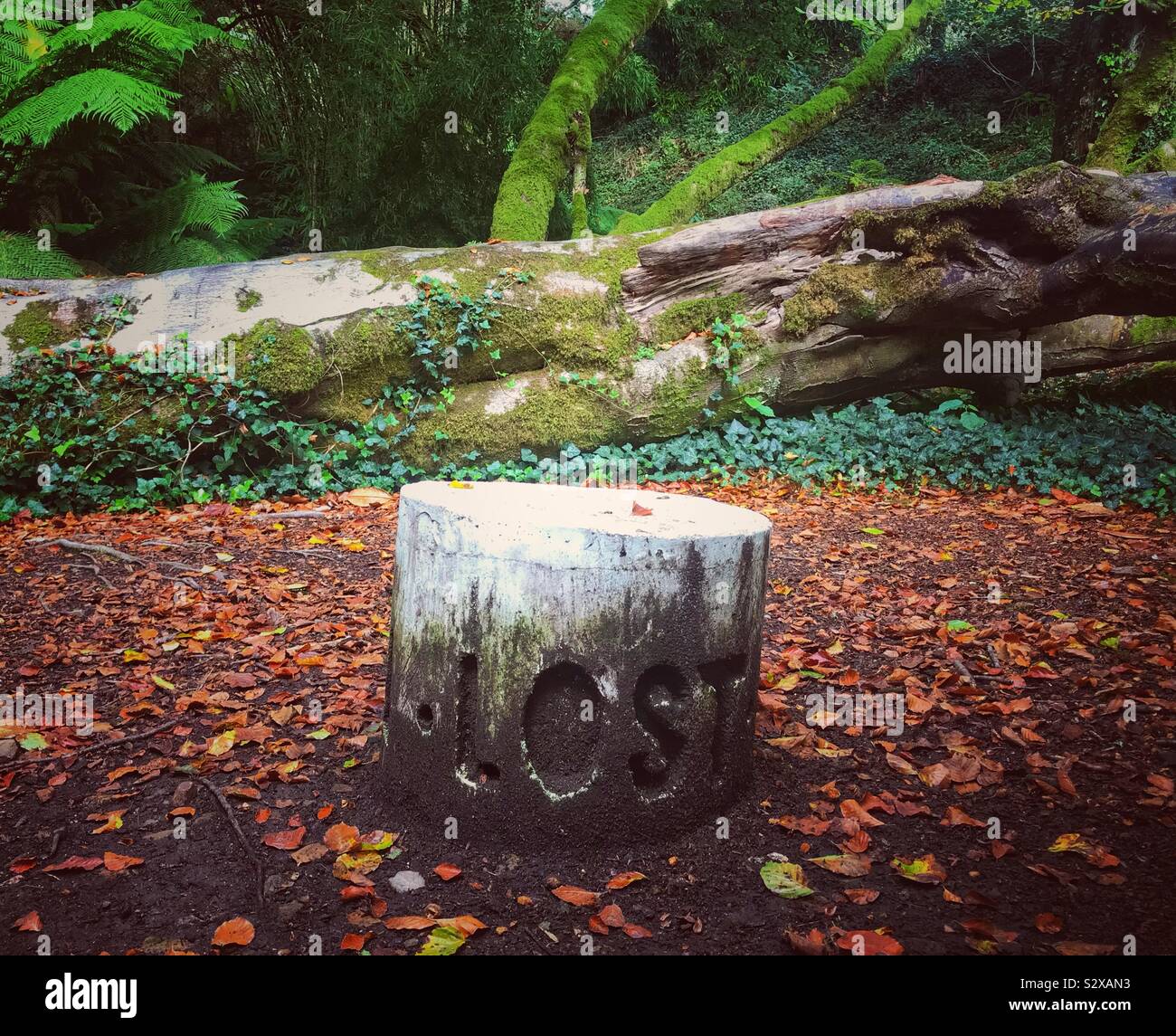 Sculpture by Samuel Bassett called Lost Karensa at Tremenheere Sculpture Gardens. Behind is a fallen tree covered in moss and Autumn leaves on The Ground - Cornwall UK - Smartphone Captured Stock Image