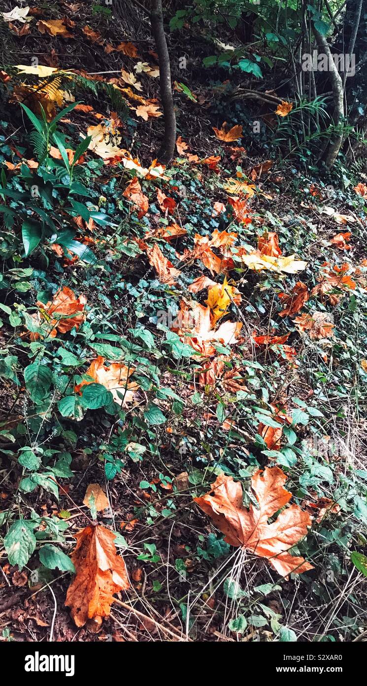 Autumn Leaves On The Forest Floor Stock Photo - Alamy