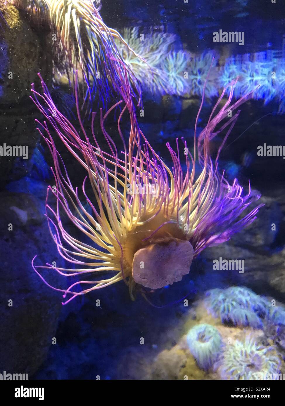 Vivid, brightly coloured sea anemone close up Stock Photo