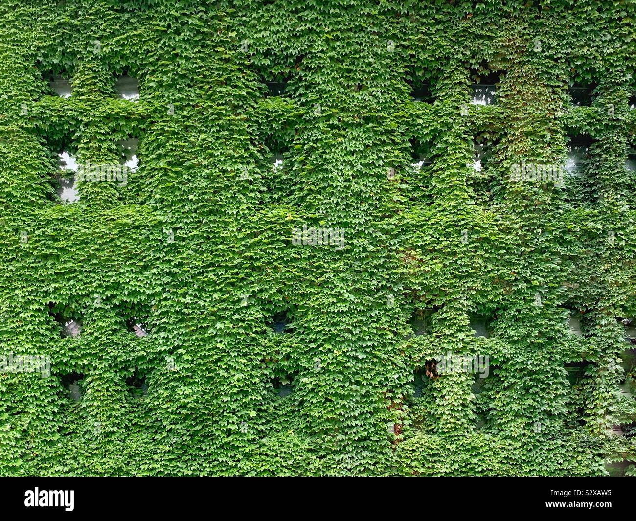 Ivy League ivy covered walls of an academic building. Stock Photo