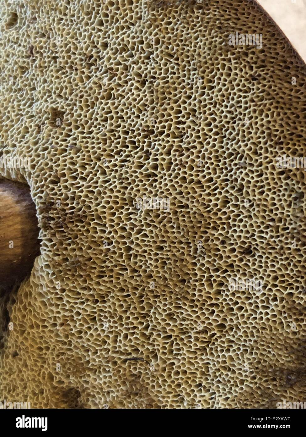 Close up of the pores on the underside of a bolette mushroom Stock Photo