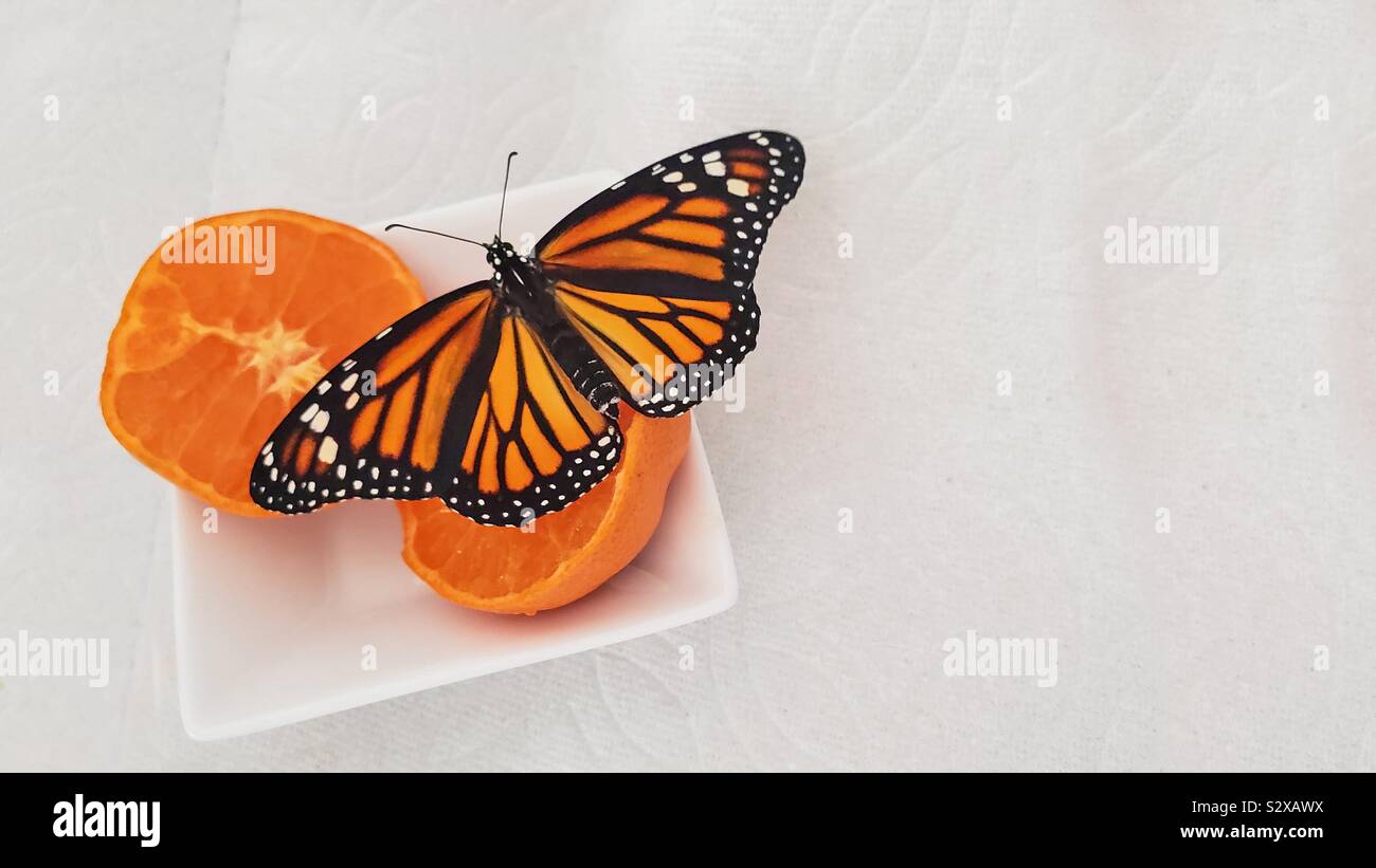 A beautiful Monarch butterfly feasting on a navel orange in a white square dish making a striking contrast against a white paper towel copy space background. - Smartphone Captured Stock Image
