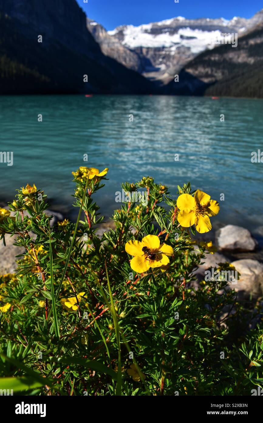 Flowers on the edge of Lake Louise, Canada Stock Photo Alamy