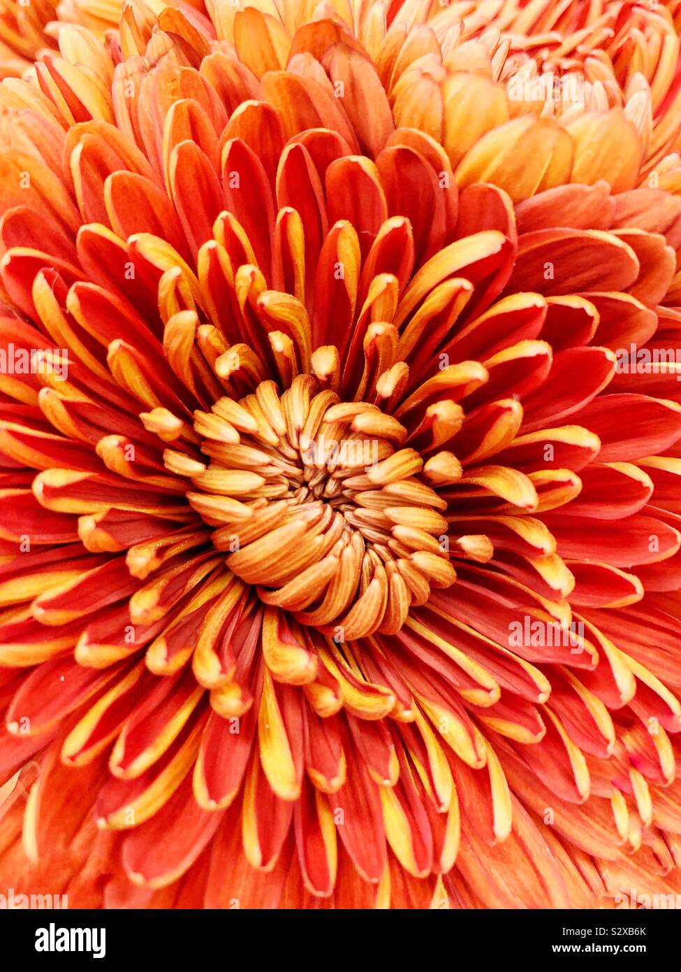 Closeup of a perfect orange chrysanthemum in full bloom. - Smartphone Captured Stock Image