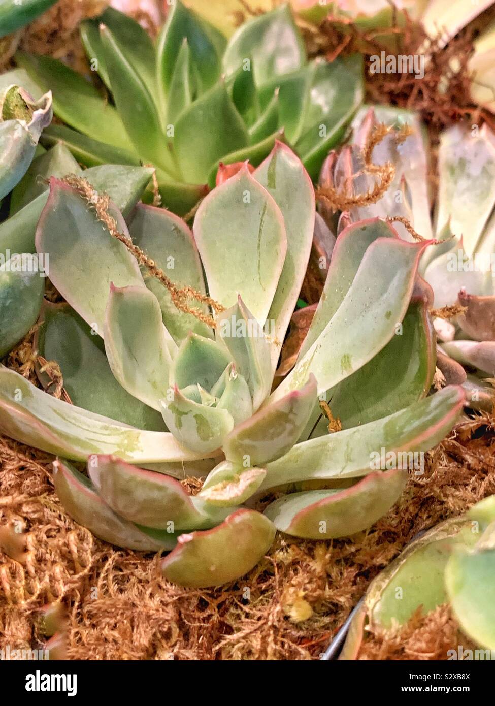 Beautiful succulent plant growing in a garden. - Smartphone Captured Stock Image