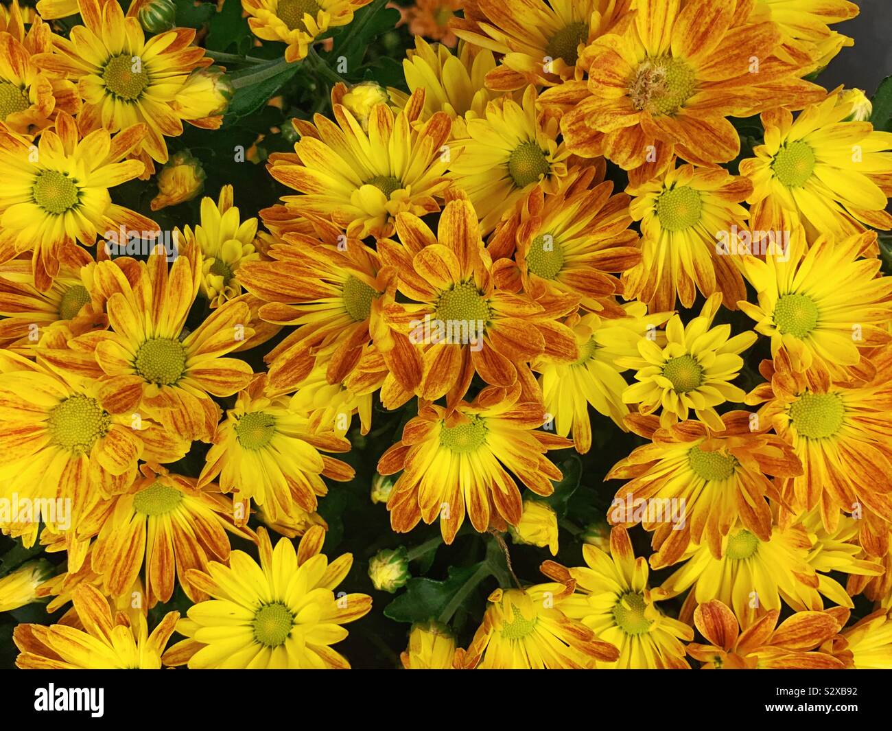 Field full of yellow and orange daisies in full bloom Stock Photo Alamy