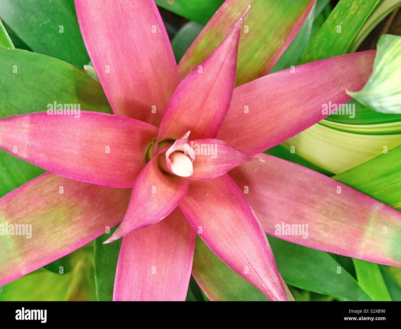Pink and green bromeliad house plant. Stock Photo