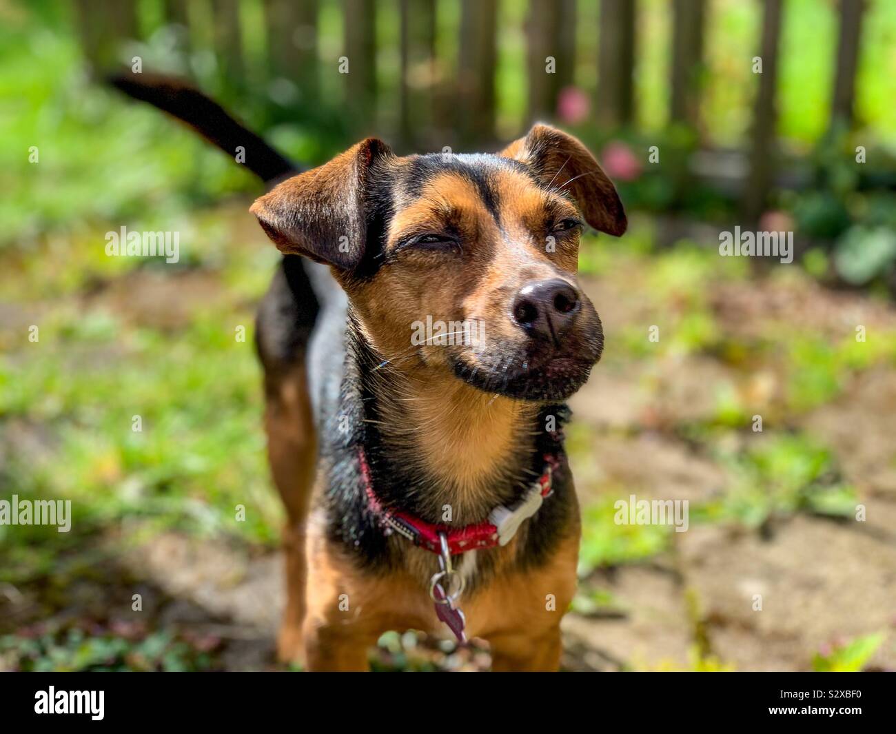A close up portrait of a cute jack russell teacup terrier companion dog. 2 year old pet pup in the garden with tan brown and black coat. Stock Photo