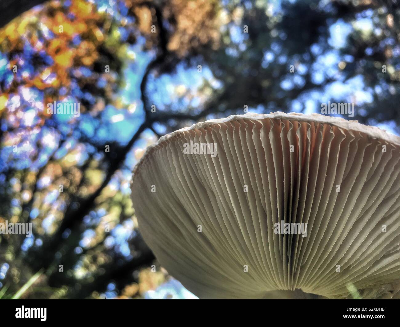 Shaggy Parasol mushroom spores Stock Photo