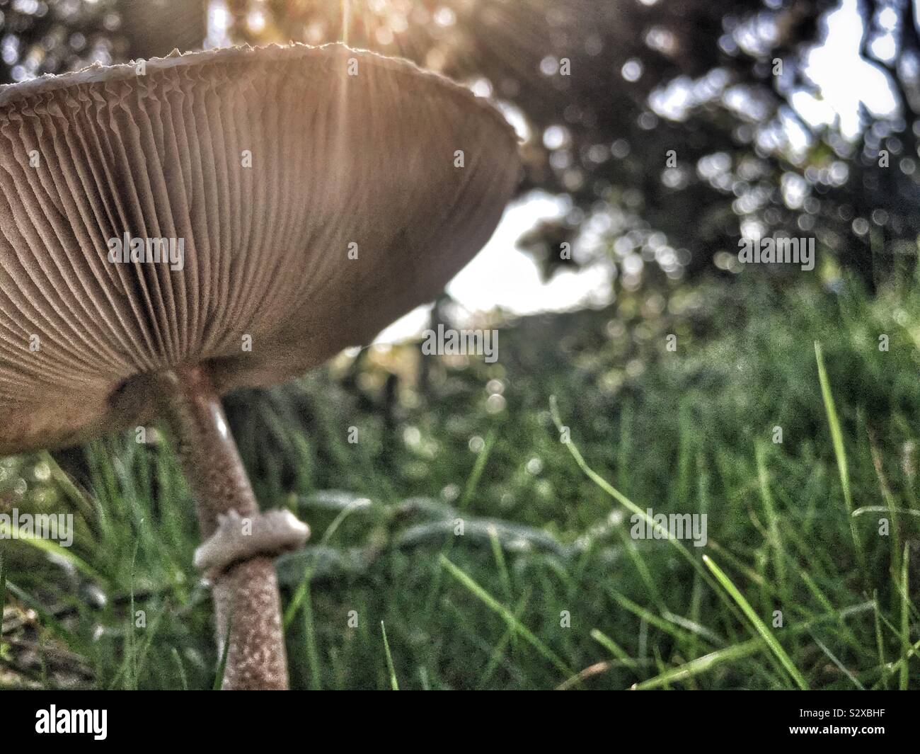 Close up of shaggy Parasol mushroom in grass Stock Photo