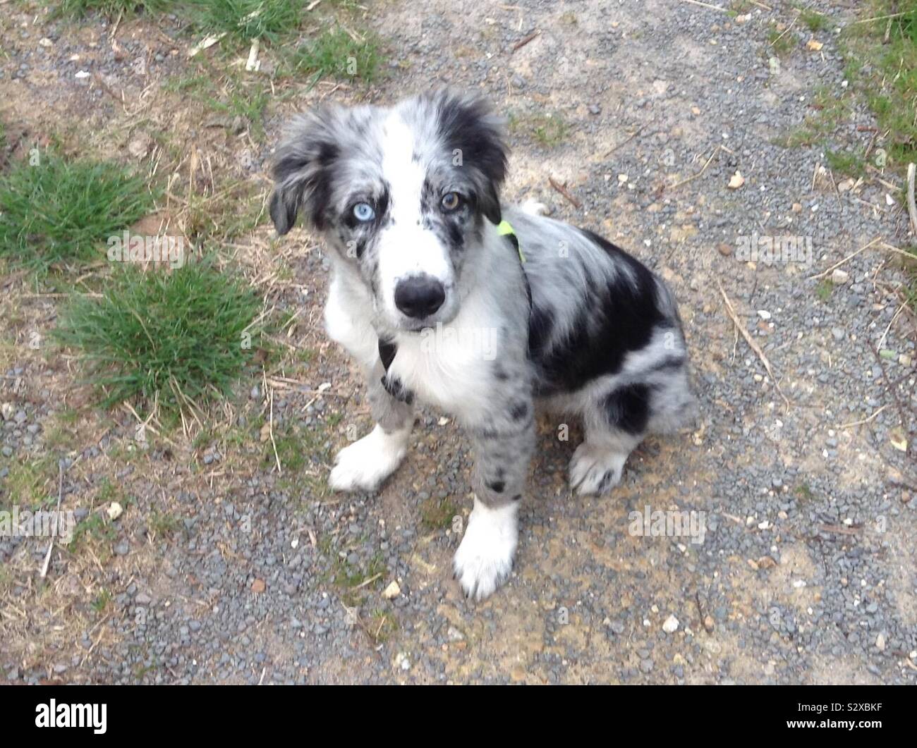 Blue Merle Border Collie puppy Stock Photo - Alamy