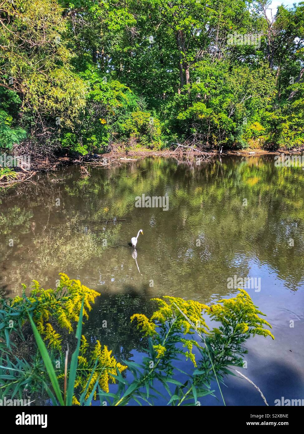 Lone egret fishing in the pond. - Smartphone Captured Stock Image