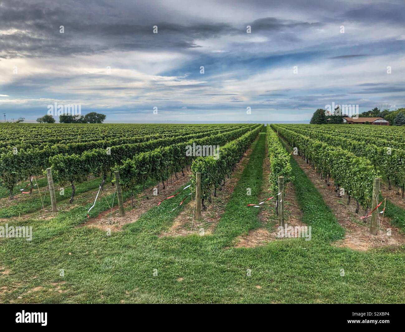 Rows of vines. - Smartphone Captured Stock Image
