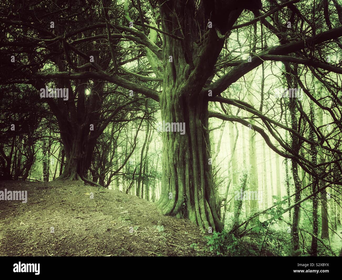 Deep in the old forest concept - Smartphone Captured Stock Image