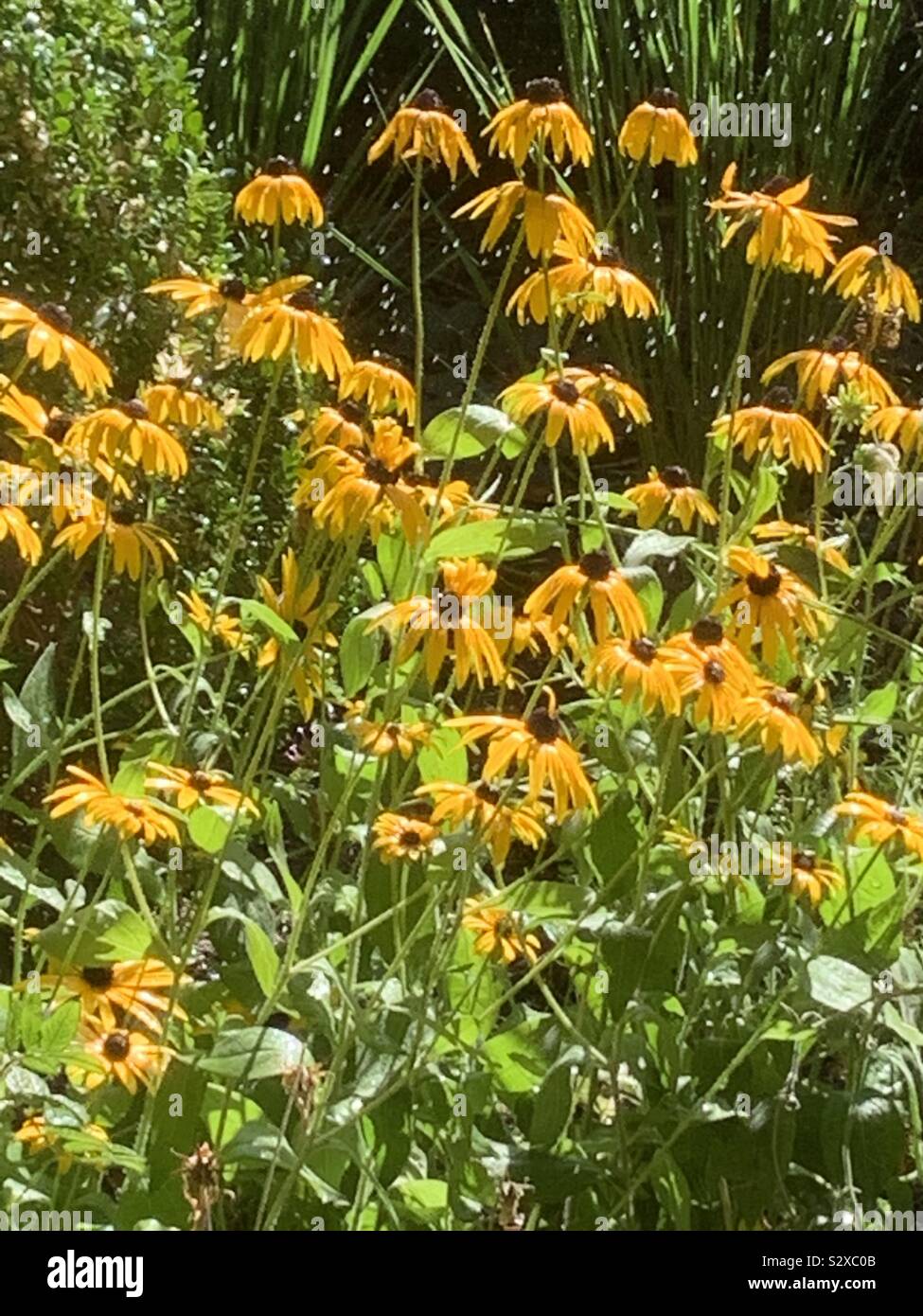 Rudbeckia Goldsturm perennial garden plant in the late summer border, being watered. Stock Photo