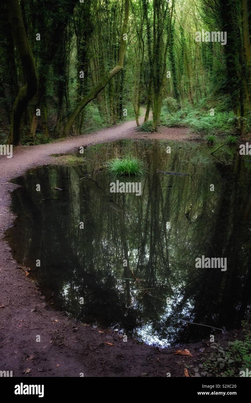 Woodland Scene 7 - Smartphone Captured Stock Image