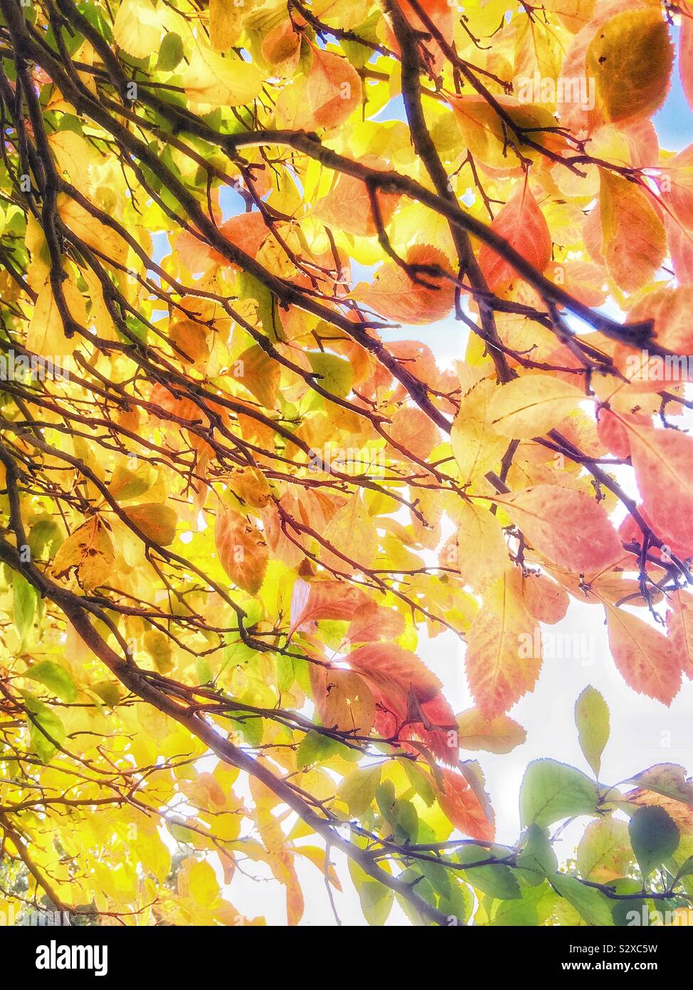 Autumn colour. - Smartphone Captured Stock Image