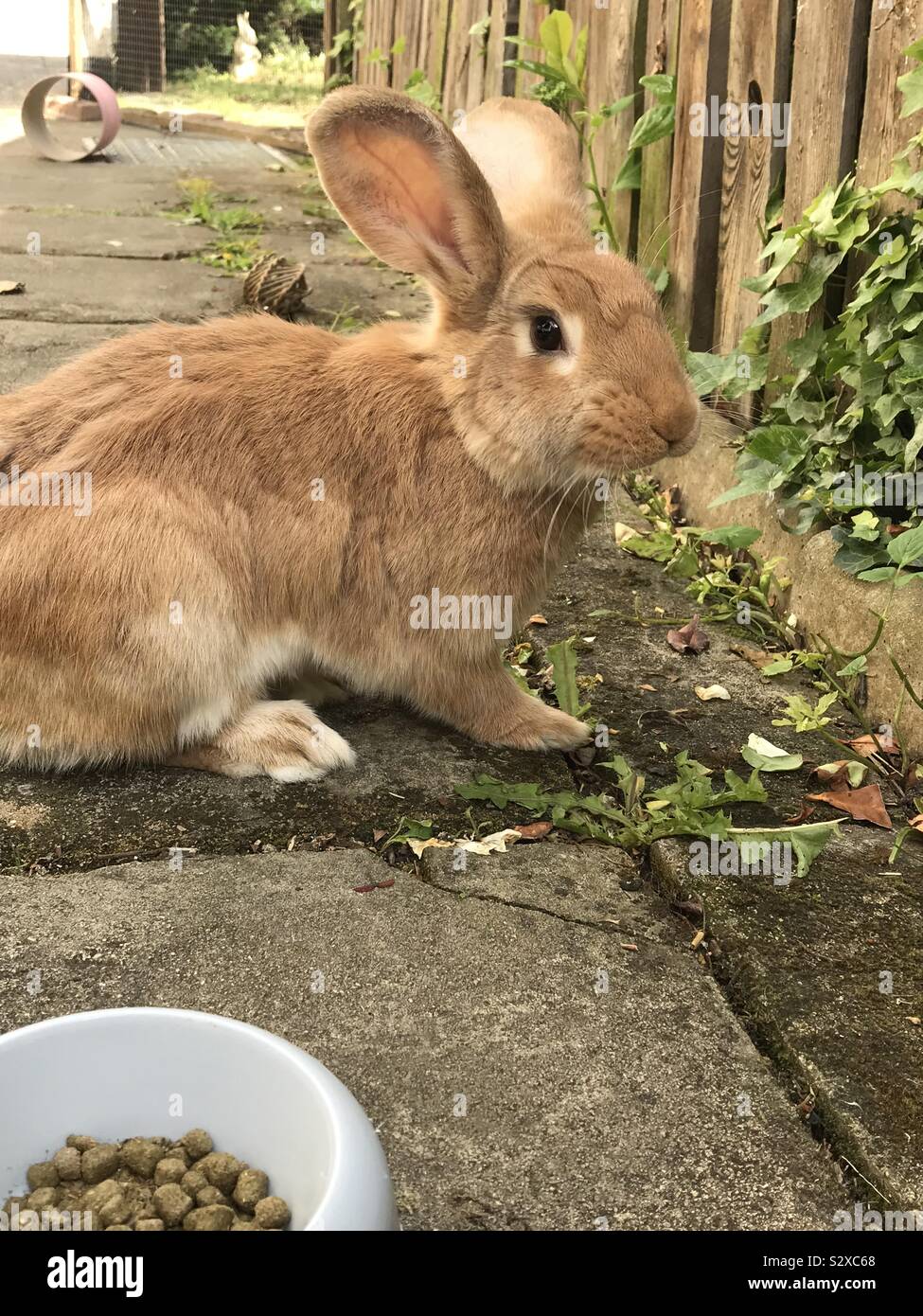 Rosie Mae Rabbit Stock Photo - Alamy