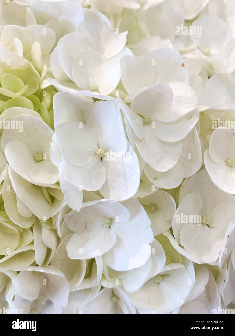 White hydrangeas hi-res stock photography and images - Alamy