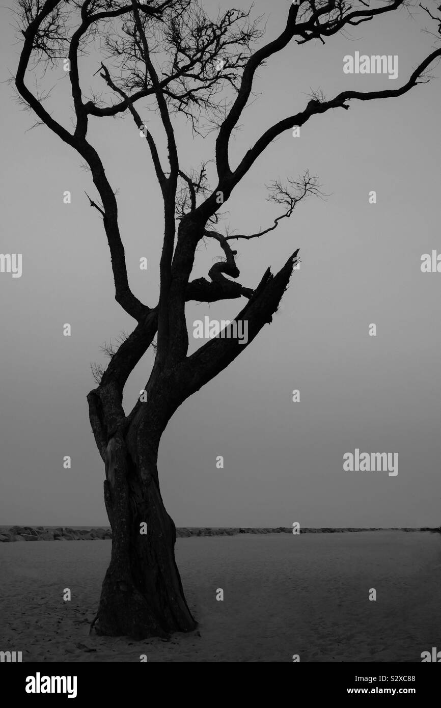 Black gnarly tree against a grey background. - Smartphone Captured Stock Image
