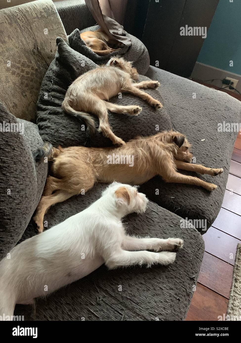 Dog ladder hires stock photography and images Alamy