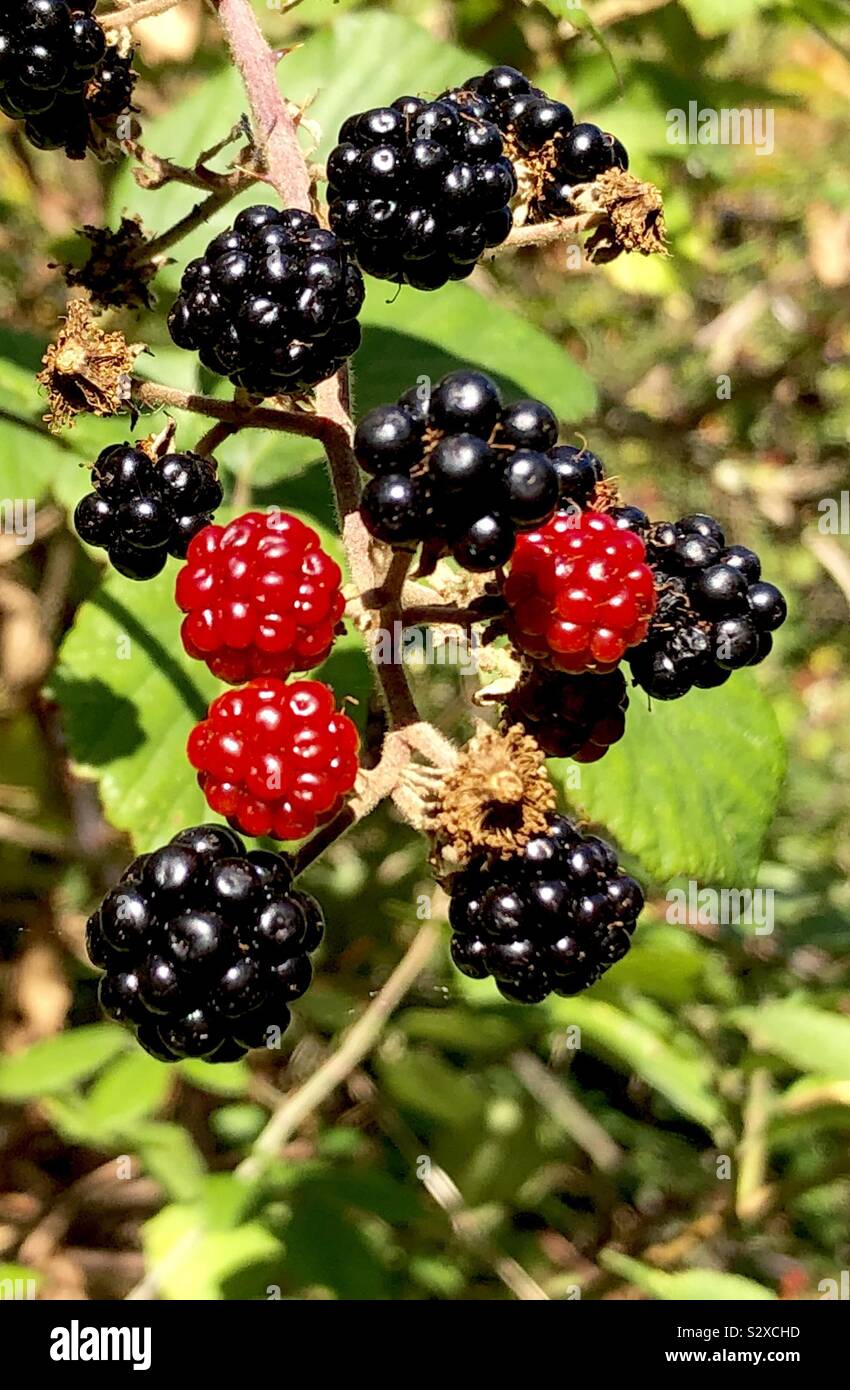Red and blackberries grow in an Oxfordshire woodland. - Smartphone Captured Stock Image