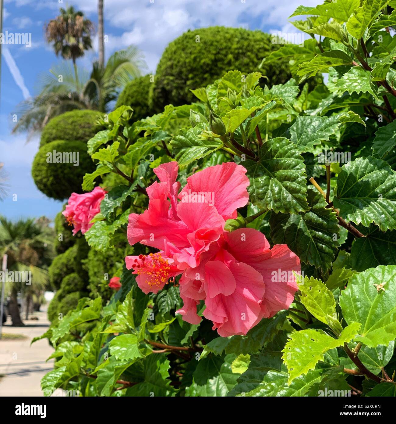 Blooming flowers on a bush in Carpinteria, California, United States