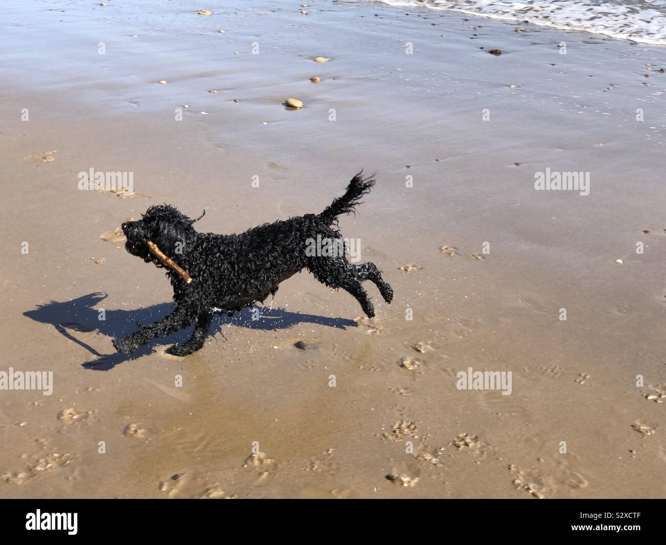 Cockerpoo running hi-res stock photography and images - Alamy