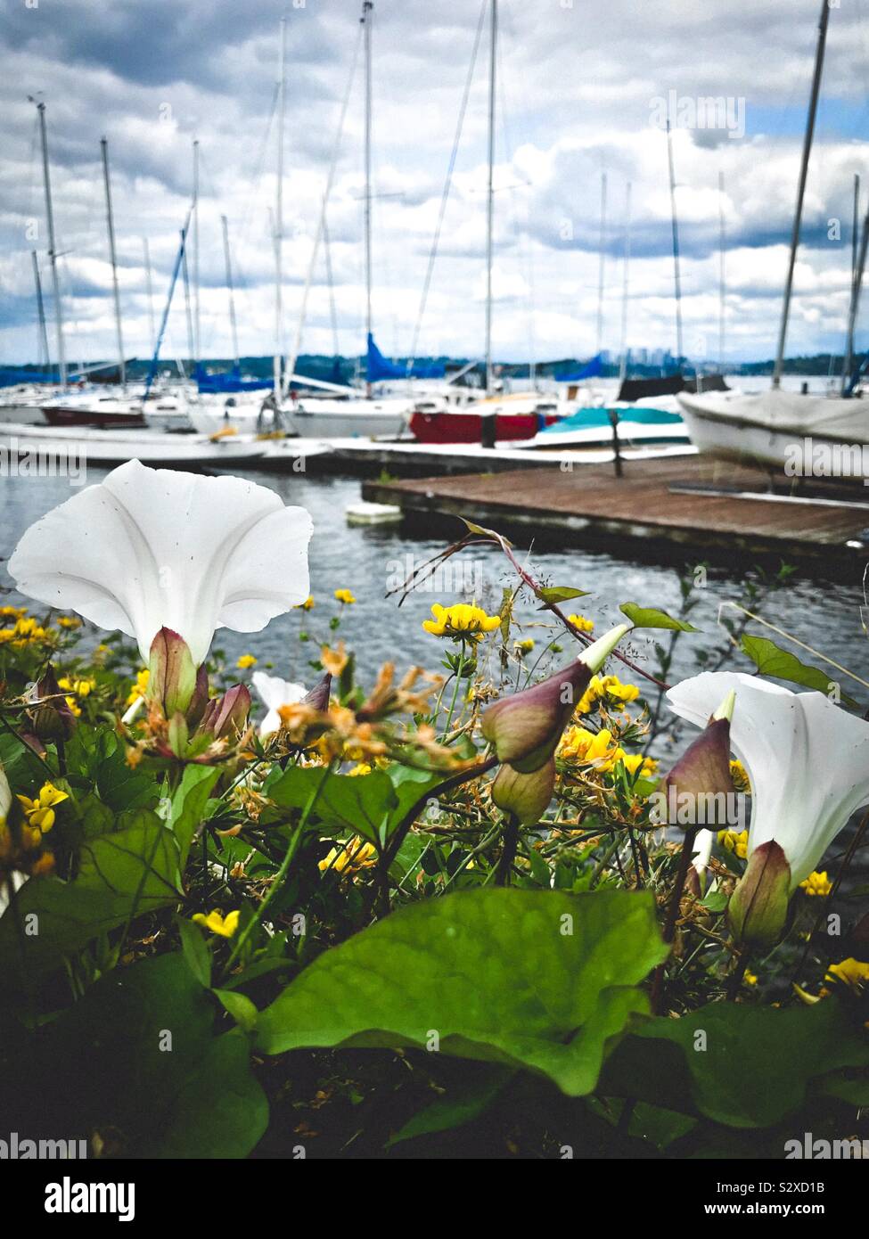 Wildflowers bloom on bank overlooking sailboats on Lake Washington at a Leschi, Seattle harbor - Smartphone Captured Stock Image